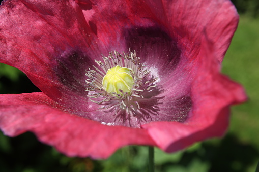 Red poppy in the sunlight in early summer close-up