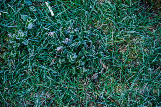 istock morning frost on green grass 1335209906