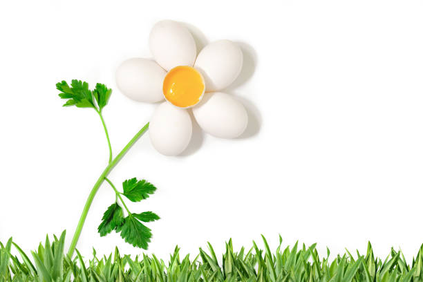 istock Eggs and parsley isolated on white. Minimal concept 1335210025
