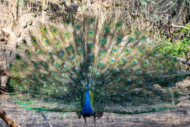 istock Peacock dancing in the jungle 1335211571
