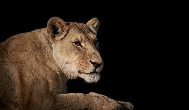istock Lioness (female lion, Panthera leo) lying down isolated on black background with copy space. 1335212098