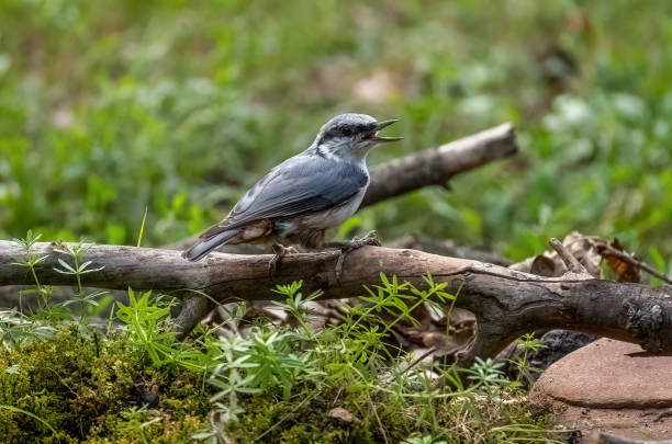 istock The Eurasian nuthatch bird is sitting on a branch in close-up 1335212568