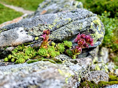Sempervivum montanum flowers captured in the swiss alps at an altitude of 1700m.