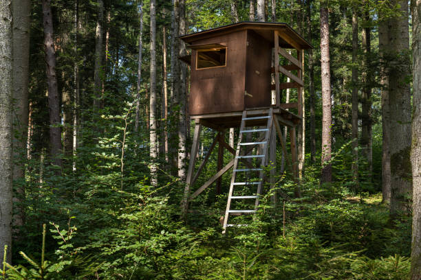 Closed deer stand with open windows in idyllic dense sunny forest with tall trees