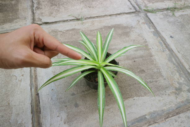 istock Plant with long, pointed leaves called Dracaena Marginata photo 1335213603
