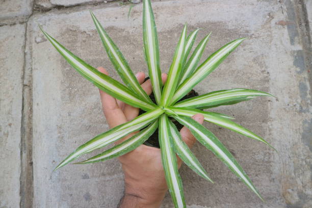 istock Plant with long, pointed leaves called Dracaena Marginata photo 1335213711
