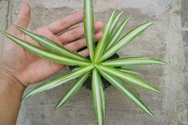 istock Plant with long, pointed leaves called Dracaena Marginata photo 1335213712