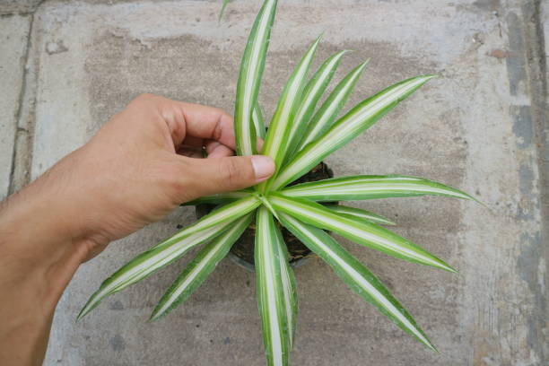 istock Plant with long, pointed leaves called Dracaena Marginata photo 1335213772