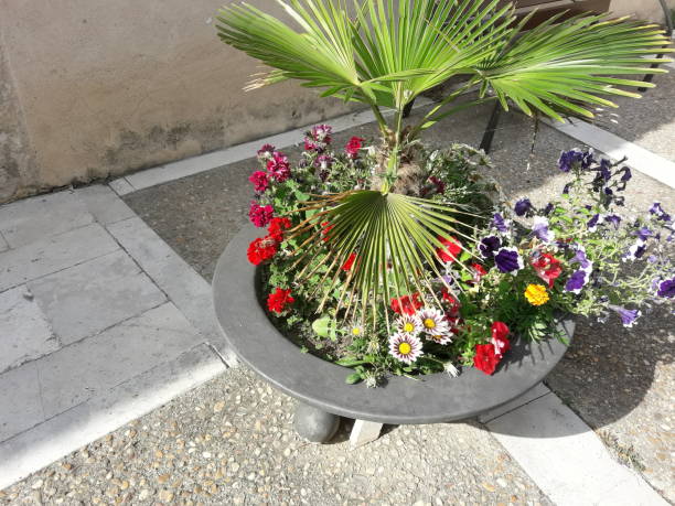 istock Flowers in Valladolid 1335214884