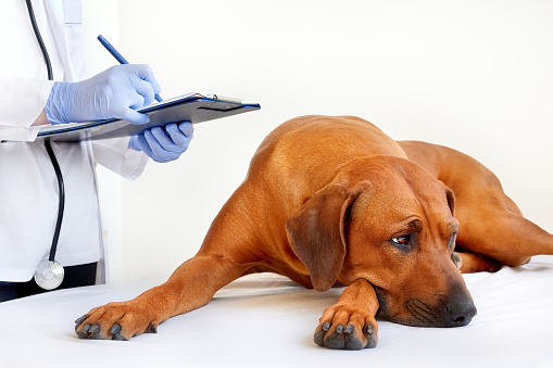 Veterinarian making notes during examination of dog in vet clinic