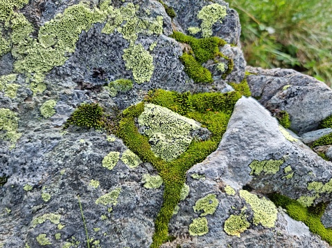 Moss and lichen covering a rock. The image was captured at an altitude of 1800m in the swiss alps.