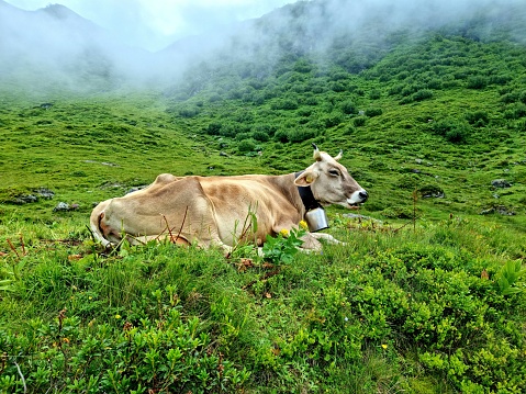 A swiss cow with bell captured in the alps during summer season. The cows are living during the summer months at an altitude between 1100-1800m. At this time their milk will me used for make the well known swiss alpine cheese.