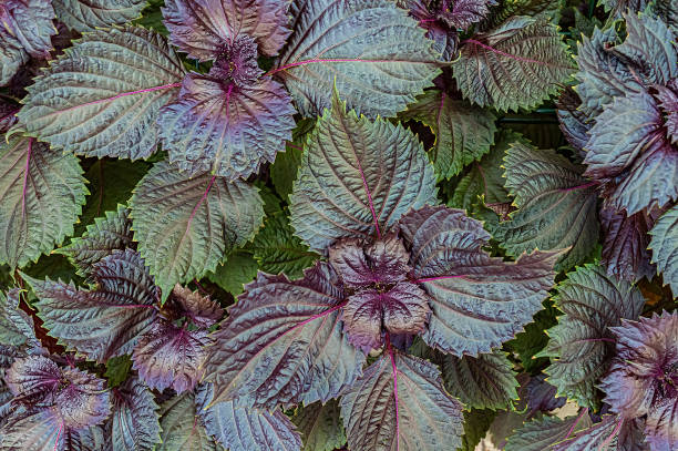 Purple and green perilla plant background.