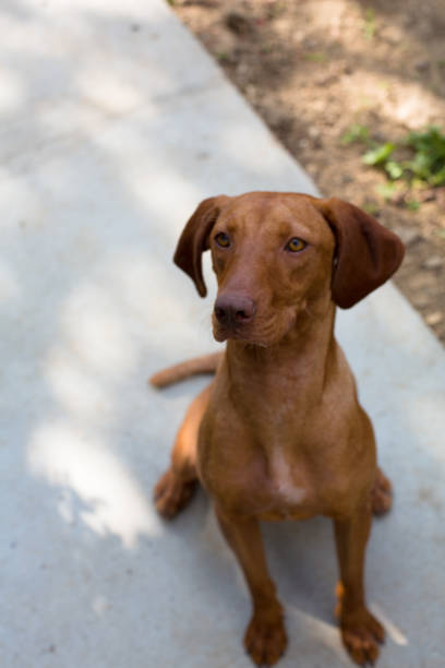 istock Vizsla puppy playing in the backyard 1335217691