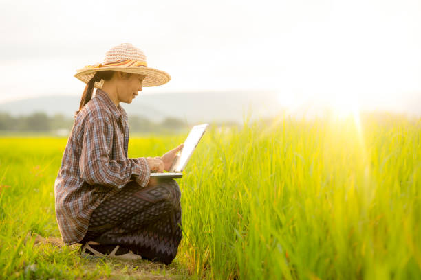 Women farmer use laptop and checking rice field in organic farm of agriculture in rural or countryside stock photo