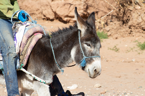 donkey with a blue rope halter with saddle and rider in blue jeans