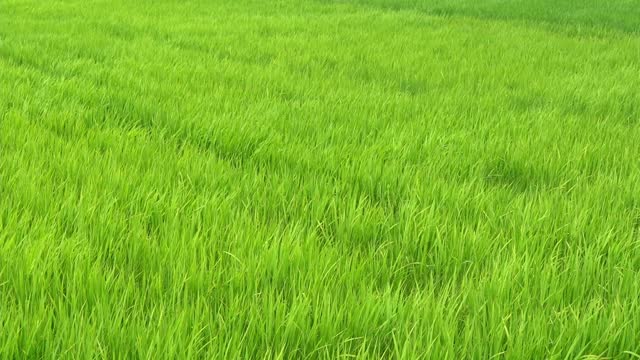 Rice green meadow swaying with strong wind waving in green field scene day time