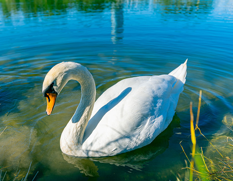swan on the Danube river