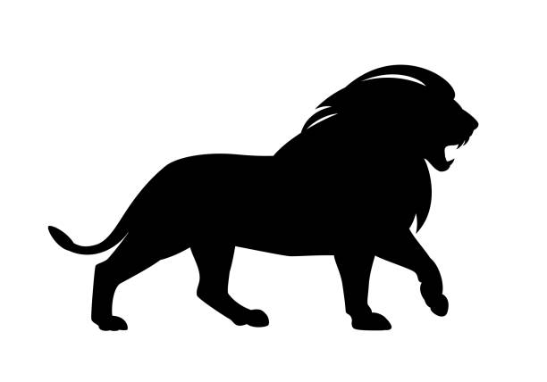 walking and roaring lion with long mane black and white vector silhouette walking and roaring african lion with big mane side view outline - wild animal black and white vector silhouette design lion stock illustrations