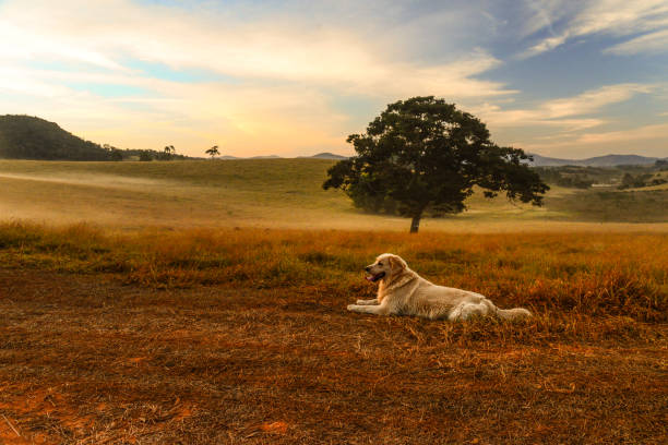 Outdoors activities with dogs - Golden Retriever