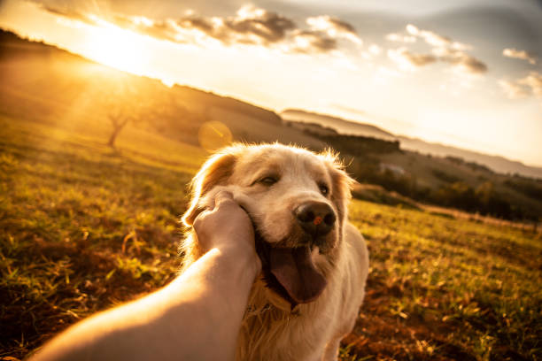 istock Outdoors activities with dogs - Golden Retriever 1335226574