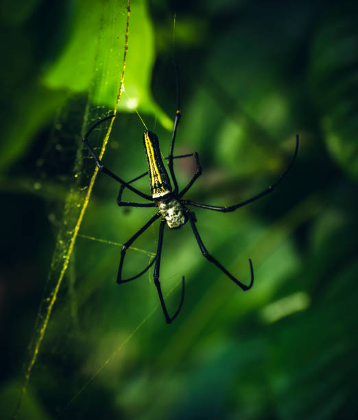 nephila pilipes, gigantyczny złoty pająk orb-web w naturalnych lasach sri lanki. - orb web spider zdjęcia i obrazy z banku zdjęć