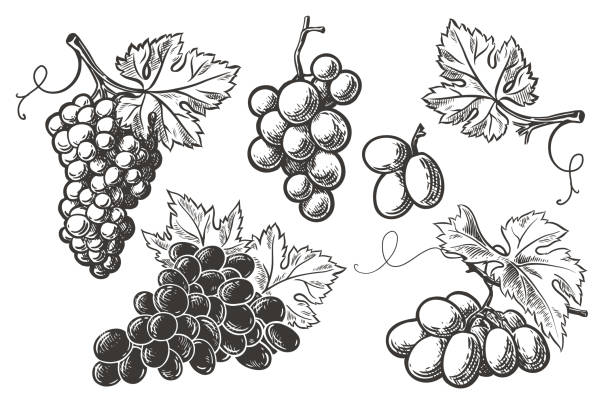 ilustraciones, imágenes clip art, dibujos animados e iconos de stock de conjunto de racimos de uvas - uva
