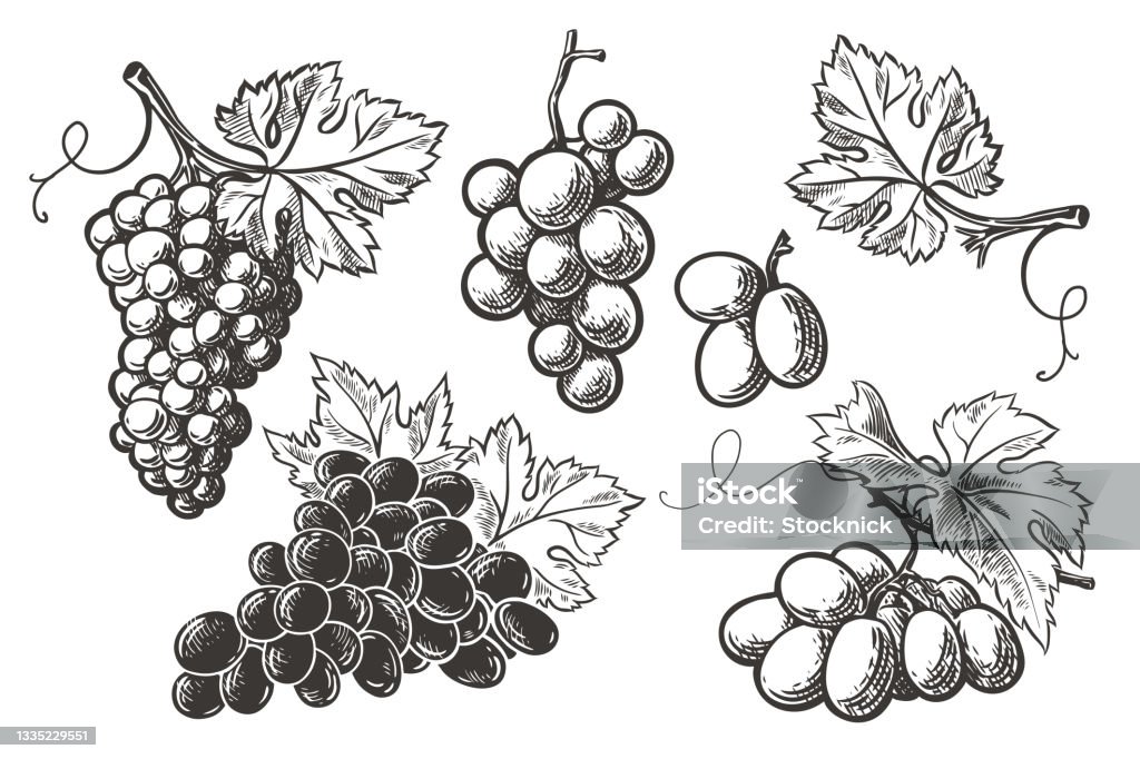 ensemble de grappes de raisins - clipart vectoriel de Raisin libre de droits