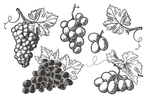 stockillustraties, clipart, cartoons en iconen met grapes bunch set - druif