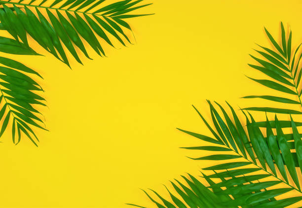 istock Palm leaves on yellow background 1335229844