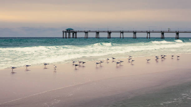 Beach and bird landscape with ocean and pier stock photo