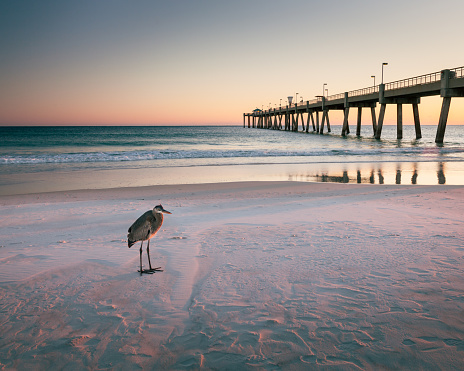 Blue Heron standing on beach at sunset in front of Okaloosa Fishing Pier, Okaloosa Island, Florida.