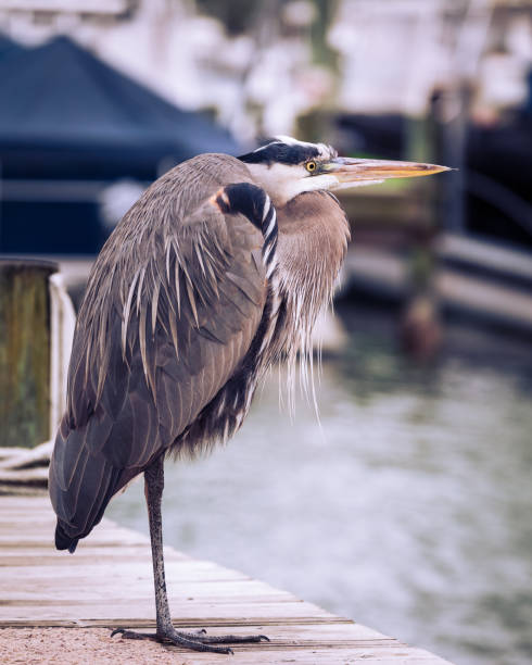istock Heron Bird Portrait on a dock 1335232588