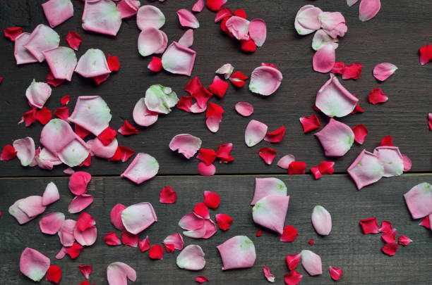 istock bright background of rose petals 1335236892
