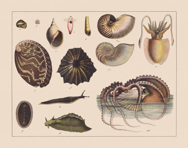 ilustraciones, imágenes clip art, dibujos animados e iconos de stock de - caracoles (gastropoda), cromolitografía coloreada a mano, publicada en 1882. - invertebrado