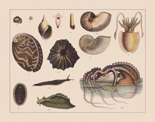 Snails (Gastropoda), hand-colored chromolithograph, published in 1882 Snails (Gastropoda): a) Grove snail (Cepaea nemoralis); b) Decollate snail (Rumina decollata); c) Great pond snail (Lymnaea stagnalis); d) Keeled ramshorn (Planorbis carinatus); e) Rainbow abalone (Haliotis iris); f) Granite limpet (Cymbula granatina); g) Green chiton (Chiton olivaceus); h) Common garden slug (Arion hortensis); i) Clio borealis; k) Depilatory sea hare (Aplysia depilans); la + lb) Chambered nautilus (Nautilus pompilius); m) Greater argonaut (Argonauta argo); n) Common cuttlefish (Sepia officinalis). Chromolithograph, published in 1882. invertebrate stock illustrations