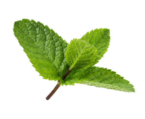 istock Fresh peppermint leaves isolated on white 1335240759