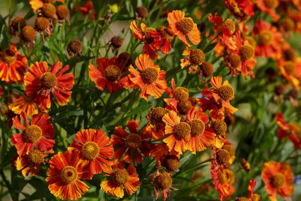 Helenium is a beautiful perennial plant in the garden in autumn.