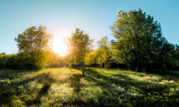 istock sunset in the field with trees and vegetation 1335244080