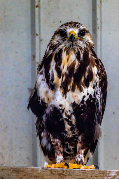 istock Grey Hawk sitting on it's perch. Birds of Prey Centre, Coledale, Alberta, Canada 1335244085