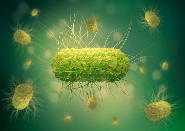 Salmonella is a bacterium that causes food poisoning in humans. Salmonella is a bacterium that causes food poisoning in humans. 3D illustration bacillus subtilis photos stock pictures, royalty-free photos & images