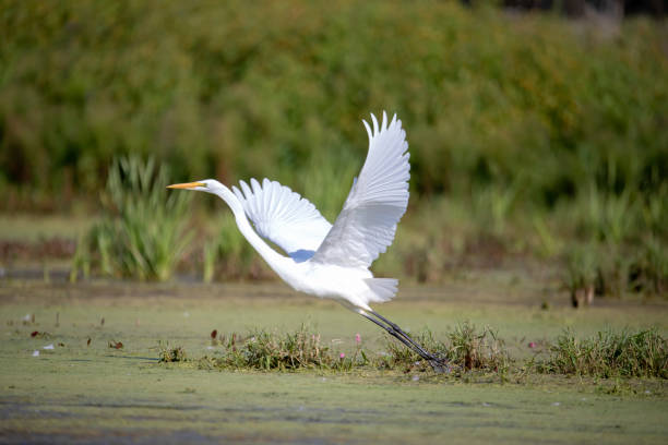 la garceta nevada (egretta thula) - wading bird everglades national park egret fotografías e imágenes de stock