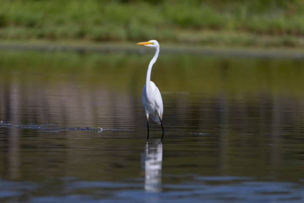 la garceta nevada (egretta thula) - wading snowy egret egret bird fotografías e imágenes de stock