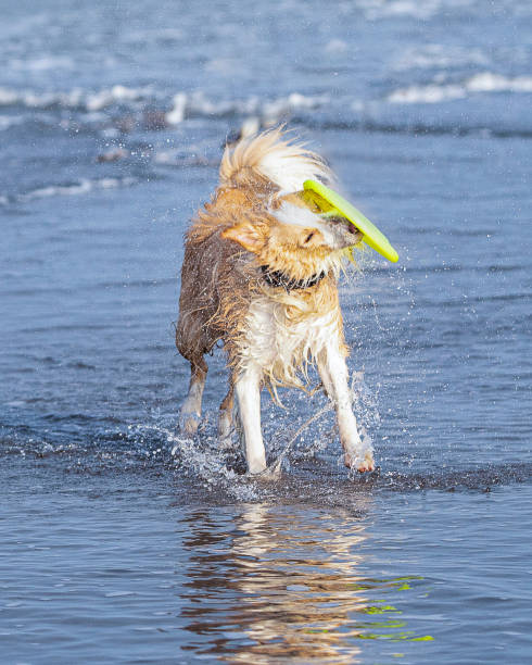 istock happy tan colored wet collie dog playing fetch on the beach 1335249267