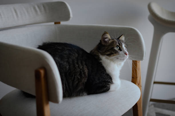 istock Cat lying on the chair looking forward 1335249271