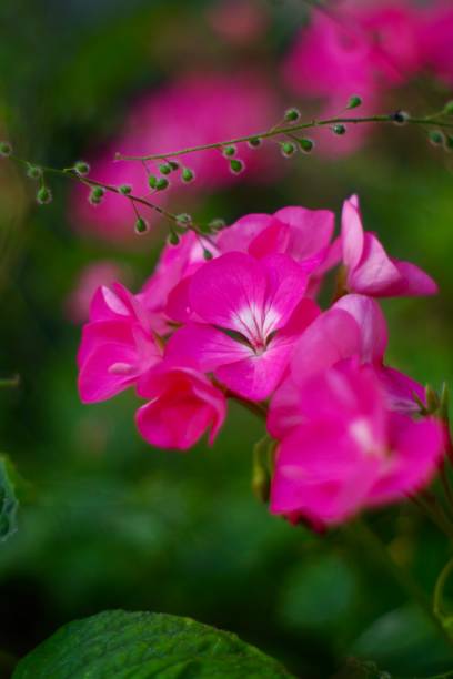 istock Close up of bright pink geranium 1335250452