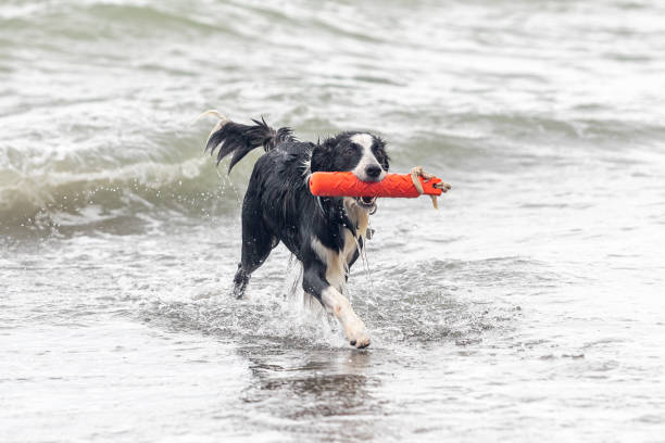 istock wet grey border collie standing on the shore beside a toy 1335250565