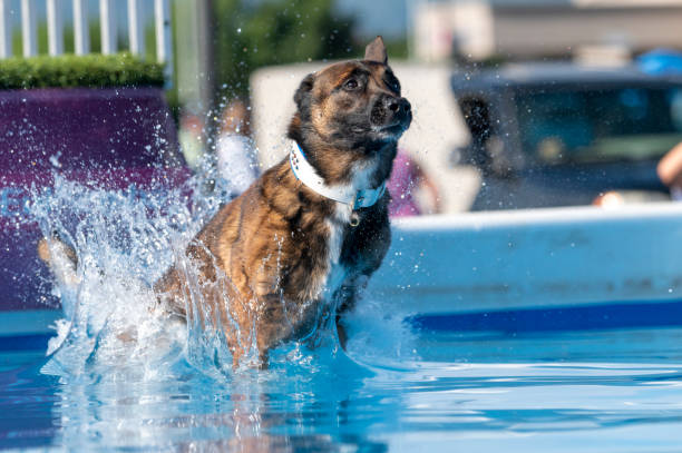 Belgian Malinois in a white collar jumping into a swimming pool