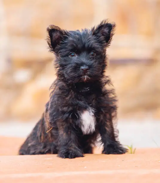 Natural portrait of a Cairn Terrier puppy