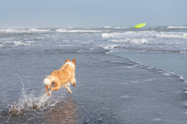 istock happy tan colored wet collie dog playing fetch on the beach 1335250638